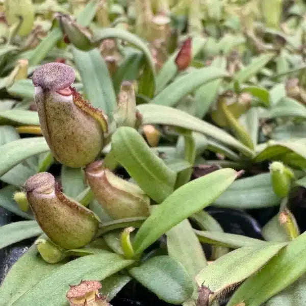 Nepenthes Albomarginata – 45 Pack Bulk/Wholesale Case