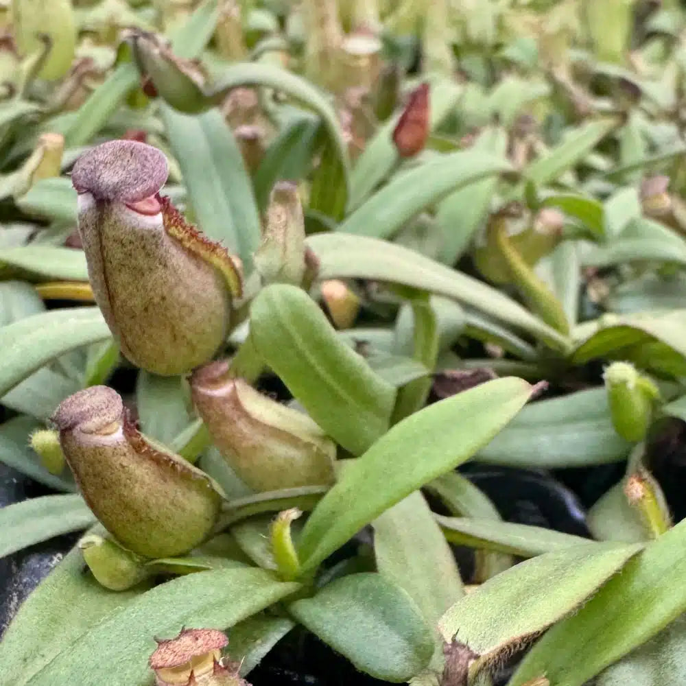 Nepenthes Albomarginata 2" Potted