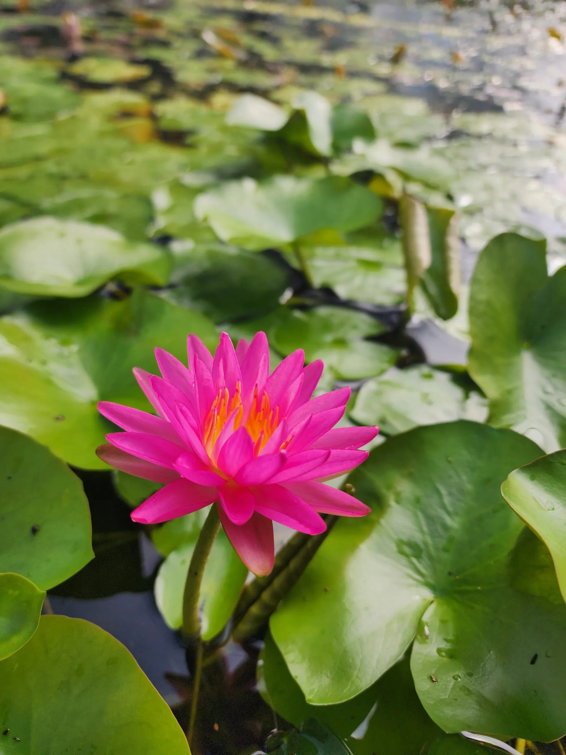 lily flower in pond Pink Silk Water Lily - Pond Plants