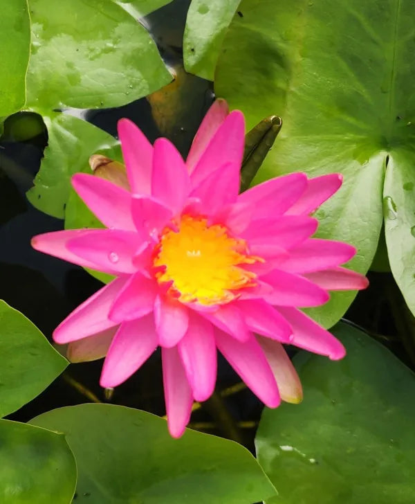 PINK SPLASH (TROPIC STAR) Hardy Water Lily – Live Aquatic Pond Plant