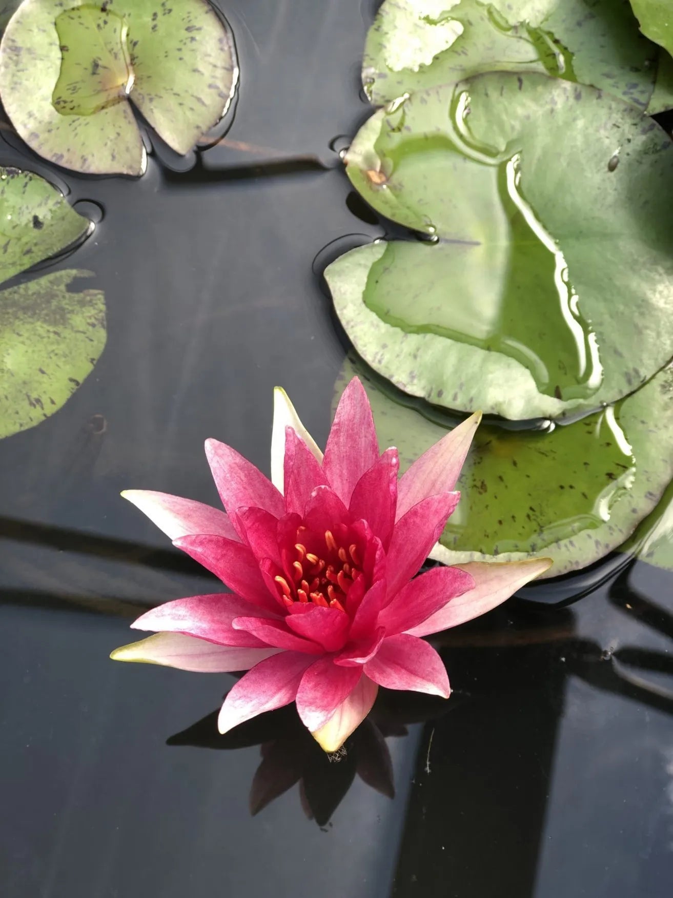 spider lily pond plant RED SPIDER Hardy Water Lily – Live Aquatic Pond Plant