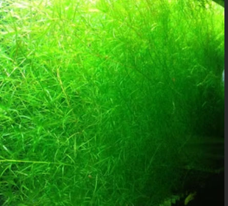 Guppy Grass Najas Indica