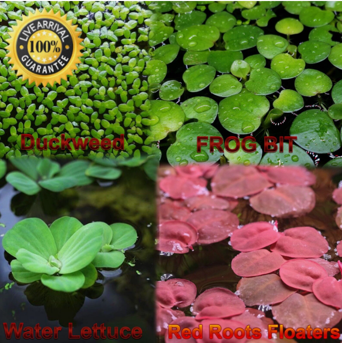 Live Aquarium Floating Plant Starter Pack/Bundle-4 species of Floaters included!
