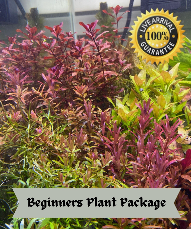 4 species Live Beginner Aquarium Plants Starter Pack (Bundle Package) Freshwater