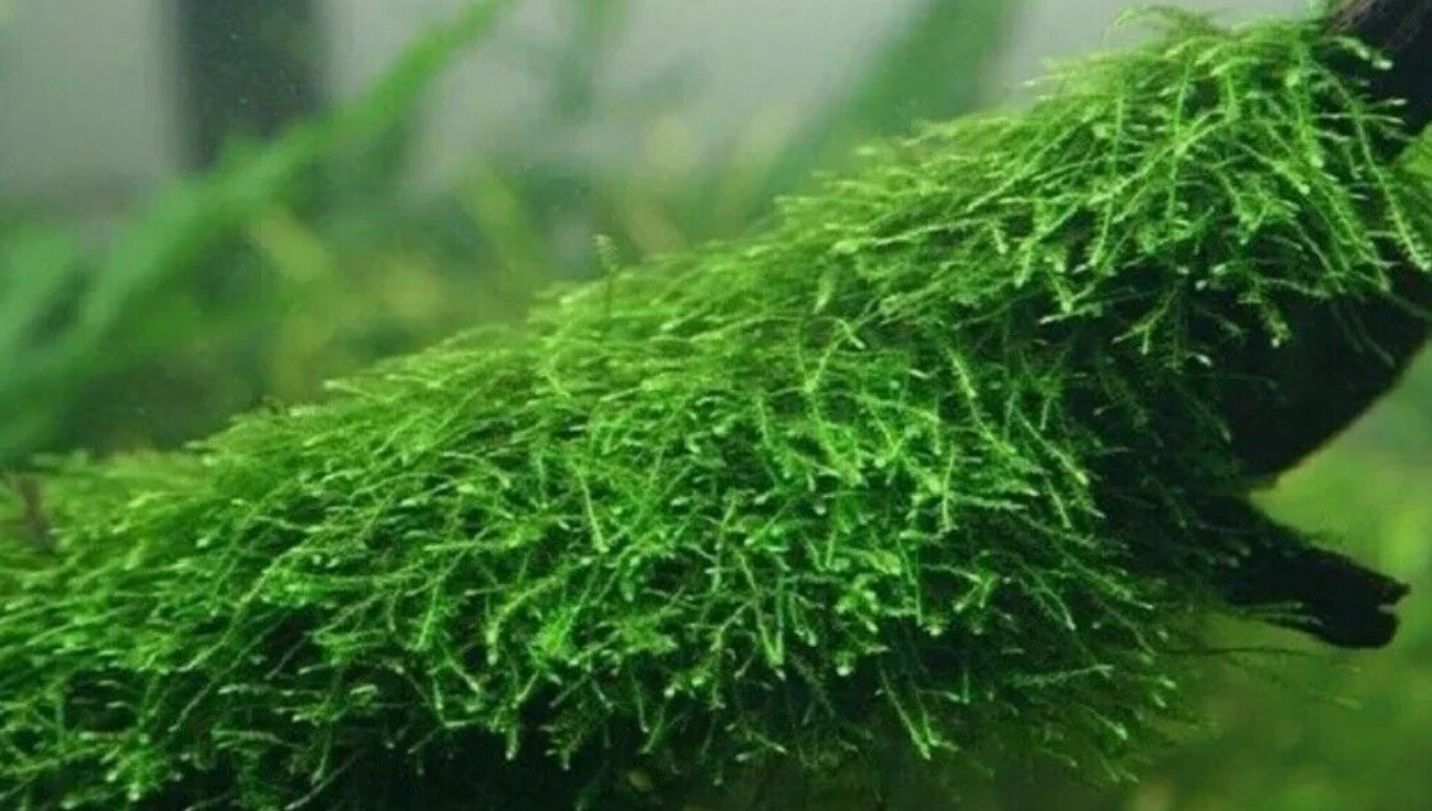 4 species Live Beginner Aquarium Plants Starter Pack (Bundle Package) Freshwater