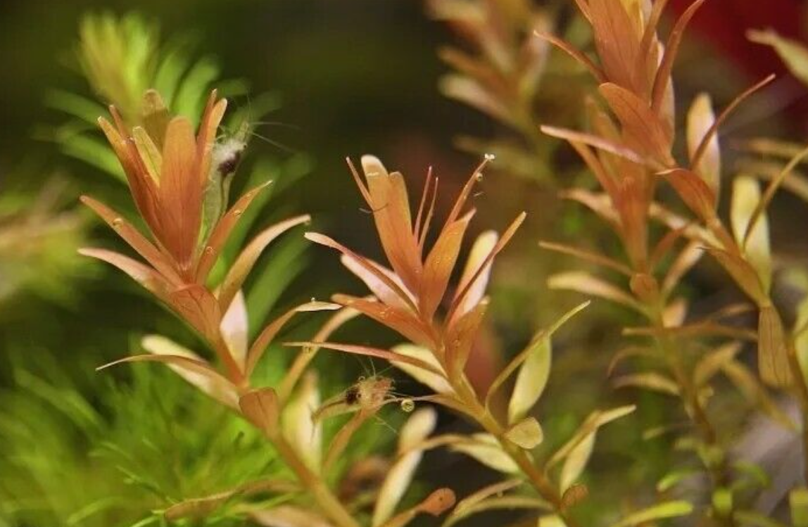 4 species Live Beginner Aquarium Plants Starter Pack (Bundle Package) Freshwater
