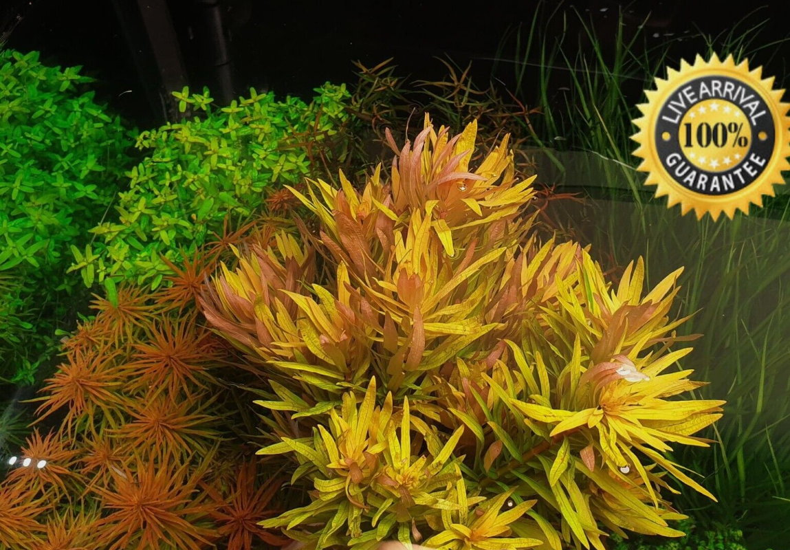 Nesaea Pedicellata (Golden) Bunch Live Aquarium Plants