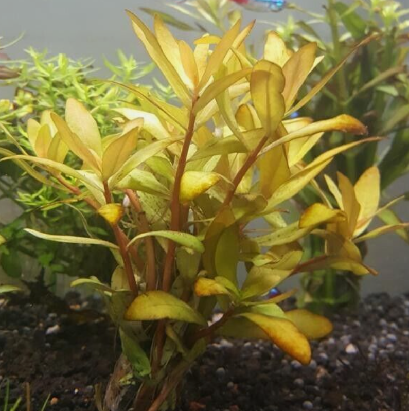 Nesaea Pedicellata (Golden) Bunch Live Aquarium Plants