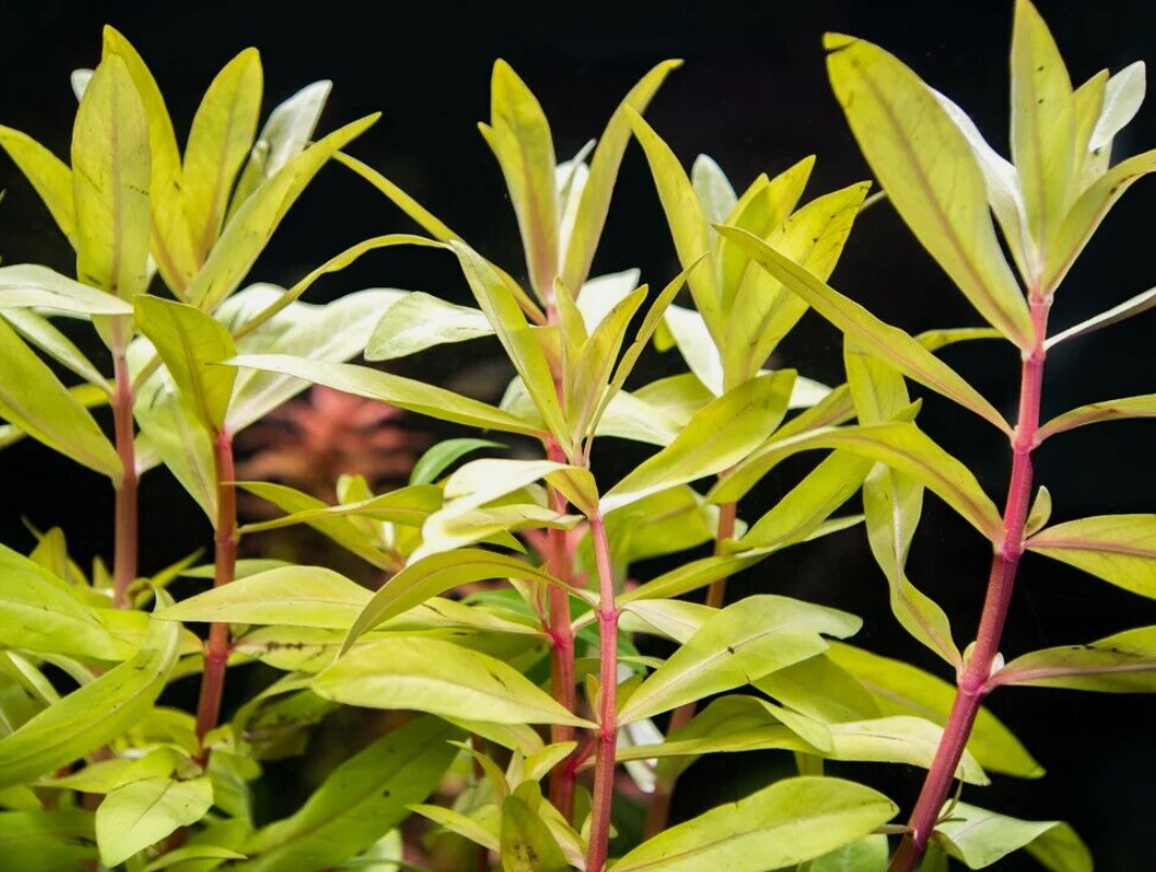 Nesaea Pedicellata (Golden) Bunch Live Aquarium Plants
