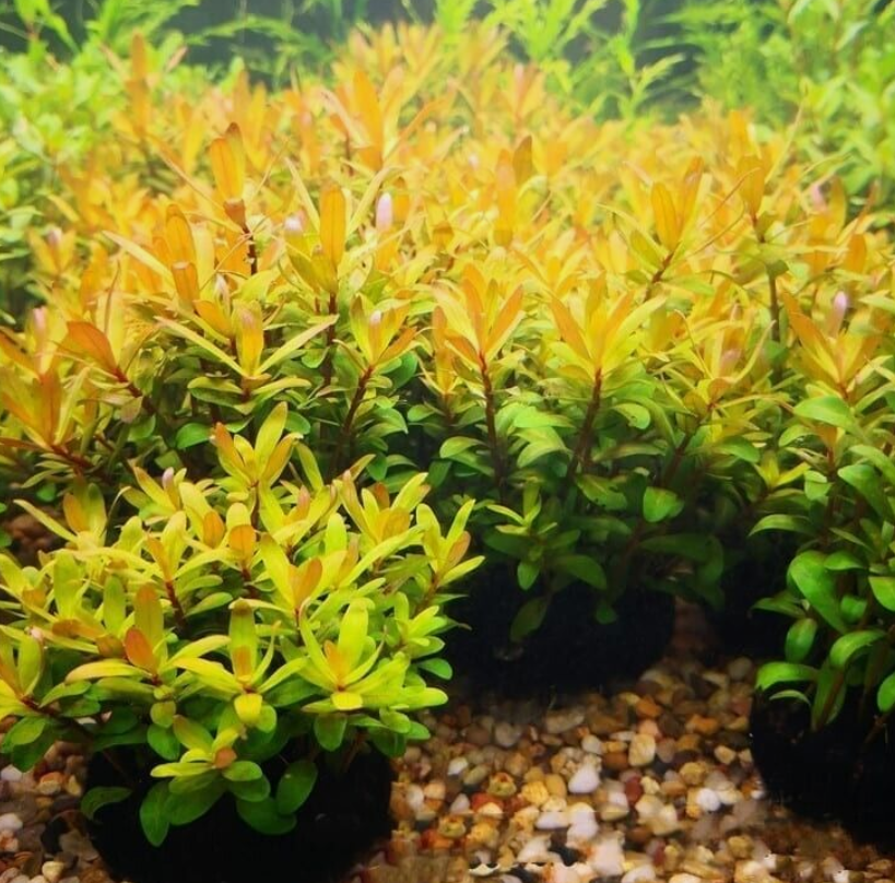 Nesaea Pedicellata (Golden) Bunch Live Aquarium Plants