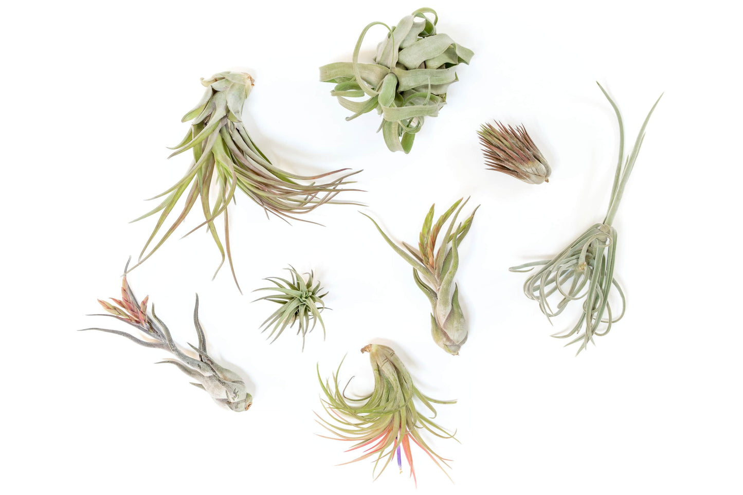 SALE - Tillandsia Air Plant Grab Bag of Premium Medium & Large Plants - Set of 10