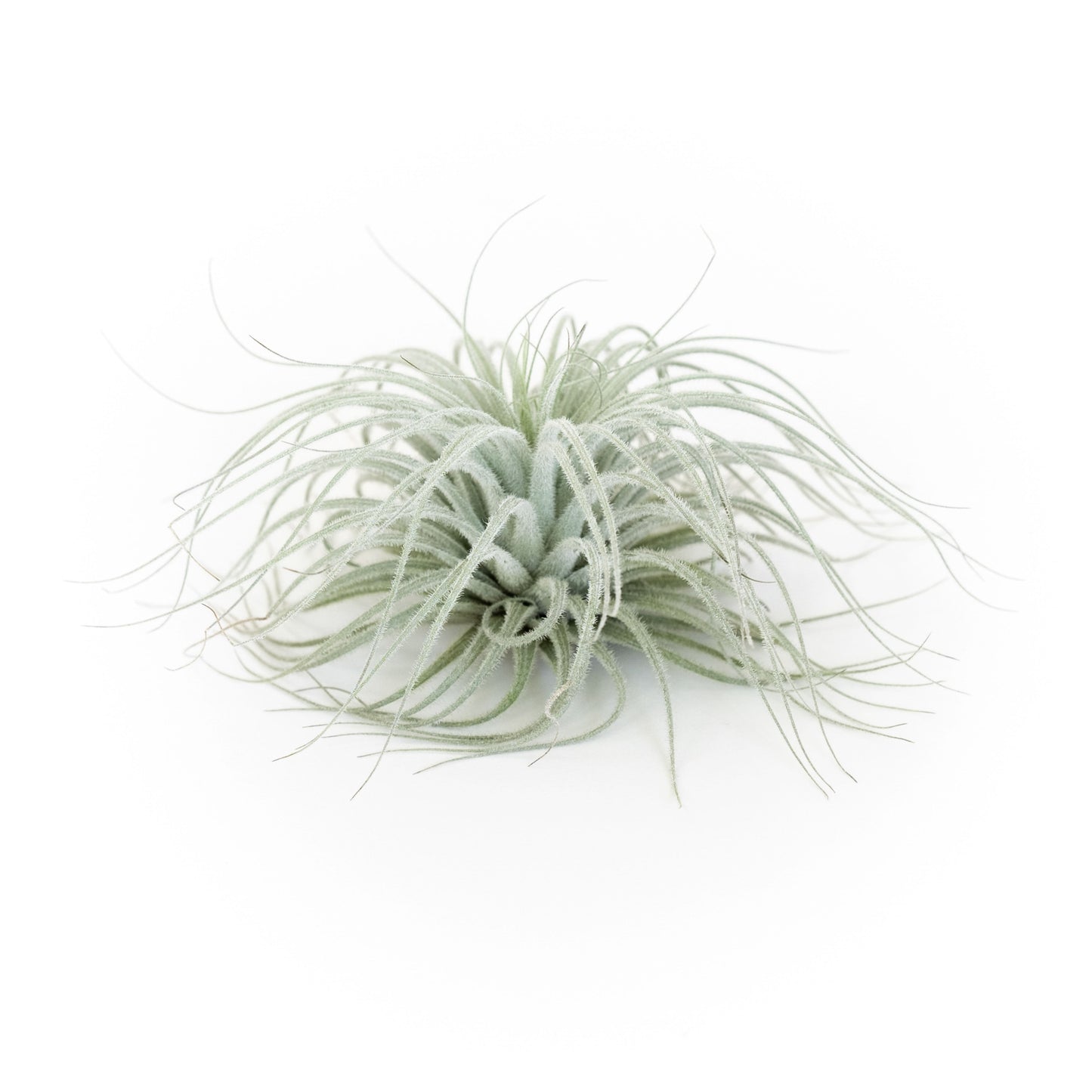 SALE - Tillandsia Tectorum Ecuador Air Plants - Set of 3, 6 or 9