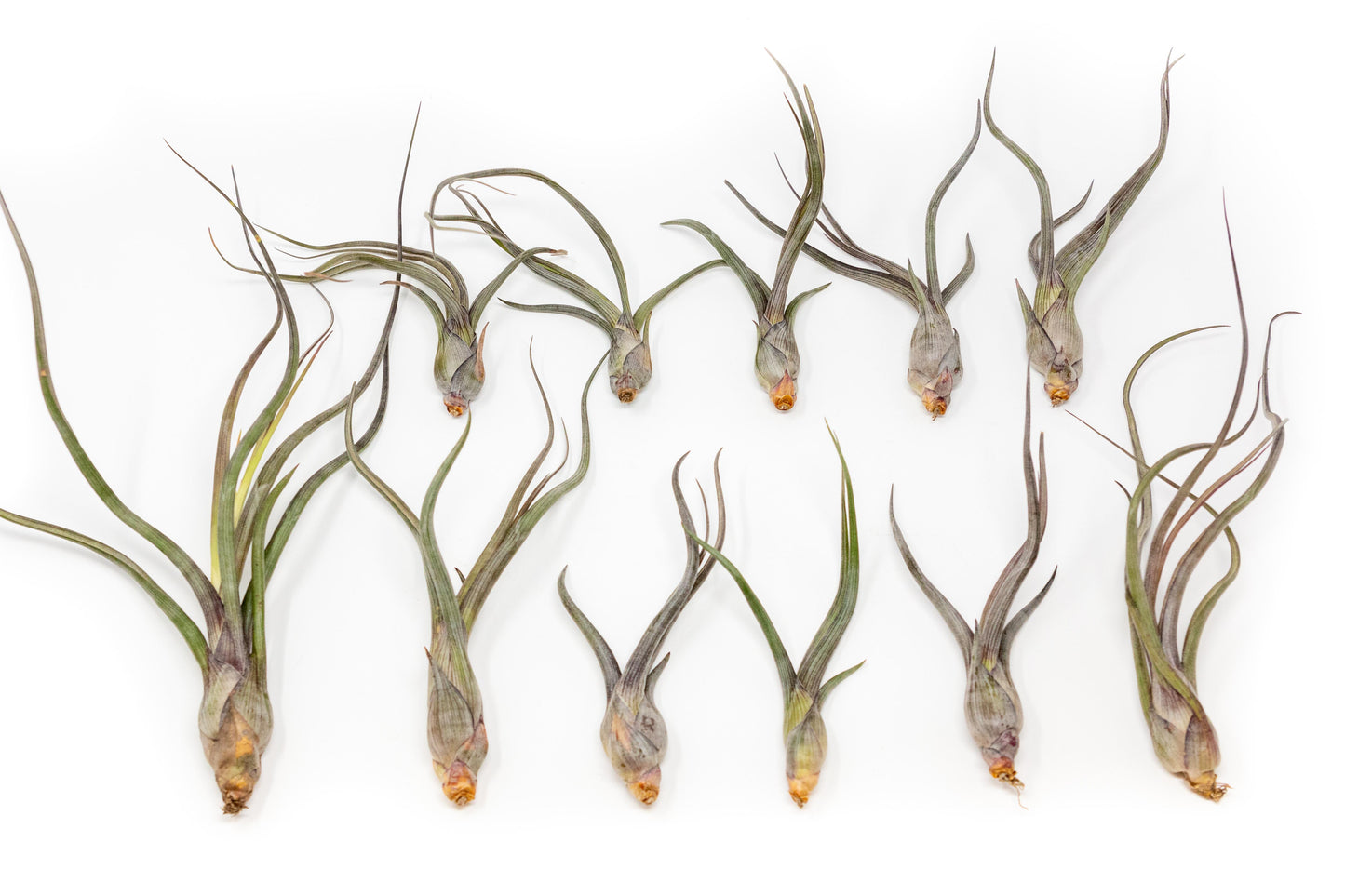 SALE - Tillandsia Baileyi Air Plants - Set of 5 or 10 -