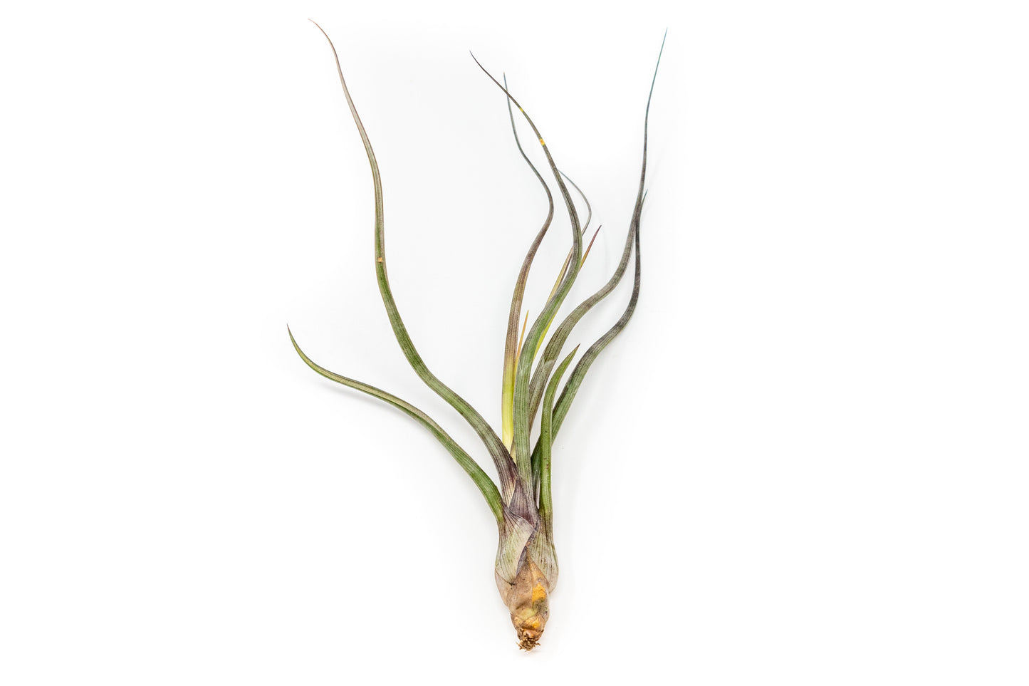 SALE - Tillandsia Baileyi Air Plants - Set of 5 or 10 -