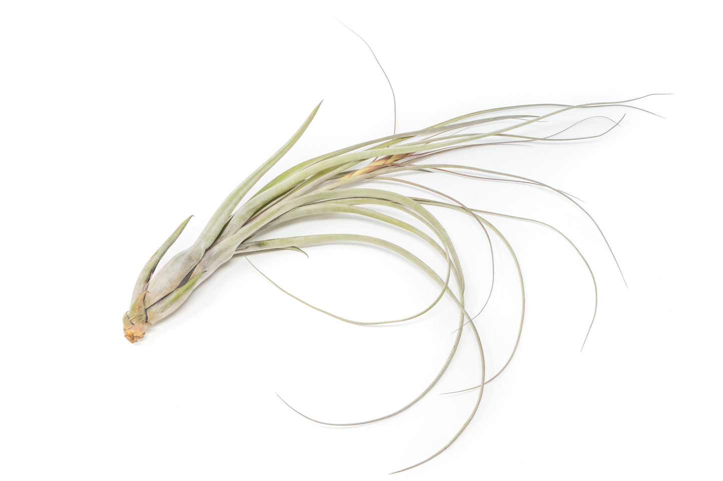 SALE - Large Tillandsia Balbisiana Air Plants - Set of 5 or 10
