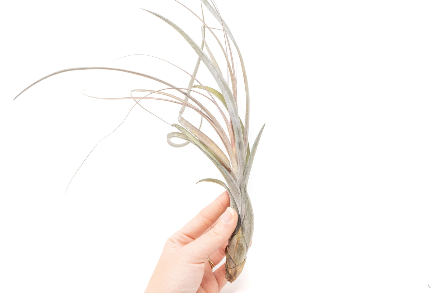 SALE - Large Tillandsia Balbisiana Air Plants - Set of 5 or 10