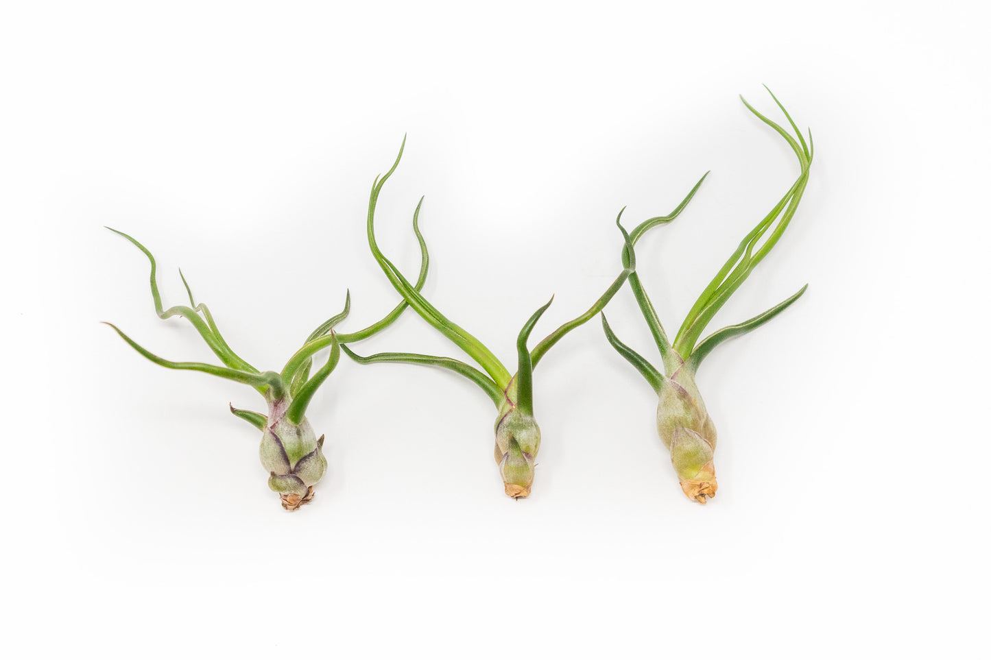 SALE - The Wild Things Collection of Tillandsia Air Plants - Set of 9 or 18 Air