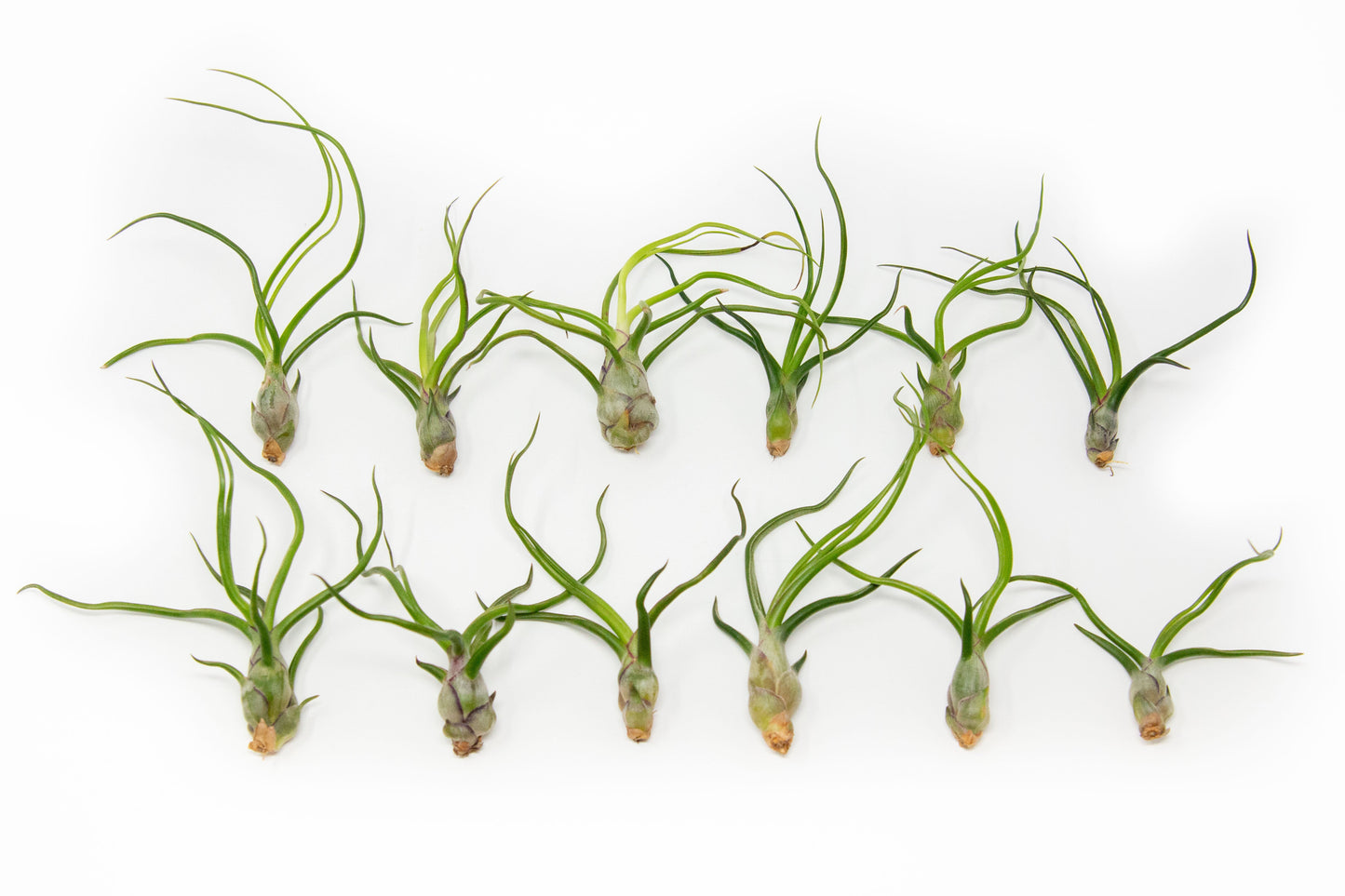 SALE - Tillandsia Bulbosa Guatemala Air Plants - Set of 10, 20, or 30