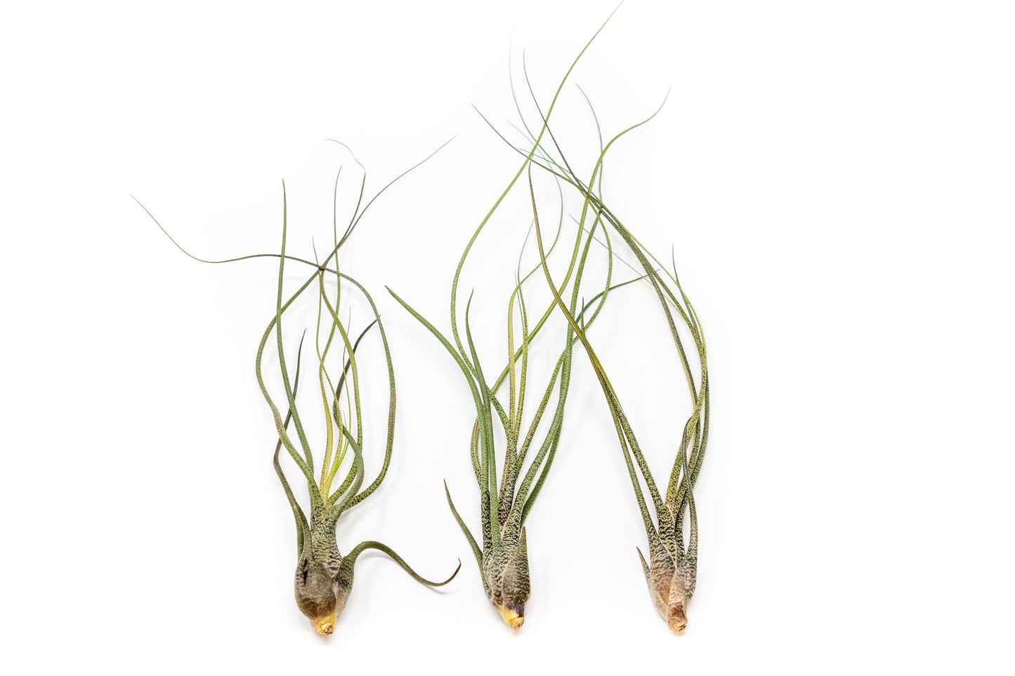 SALE - The Wild Things Collection of Tillandsia Air Plants - Set of 9 or 18 Air