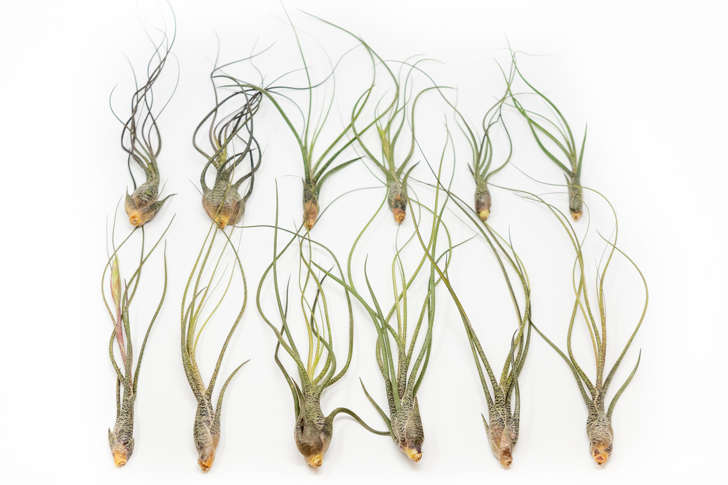 SALE - Large Tillandsia Butzii Air Plants - Set of 10 or 20 Air Plants