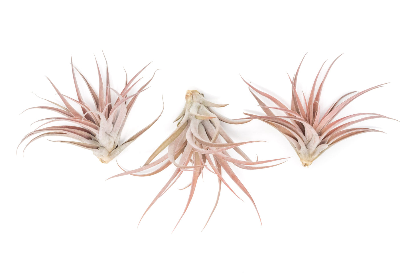 SALE - Large Tillandsia Capitata Peach - Set of 5, 10, or 20 Air Plants