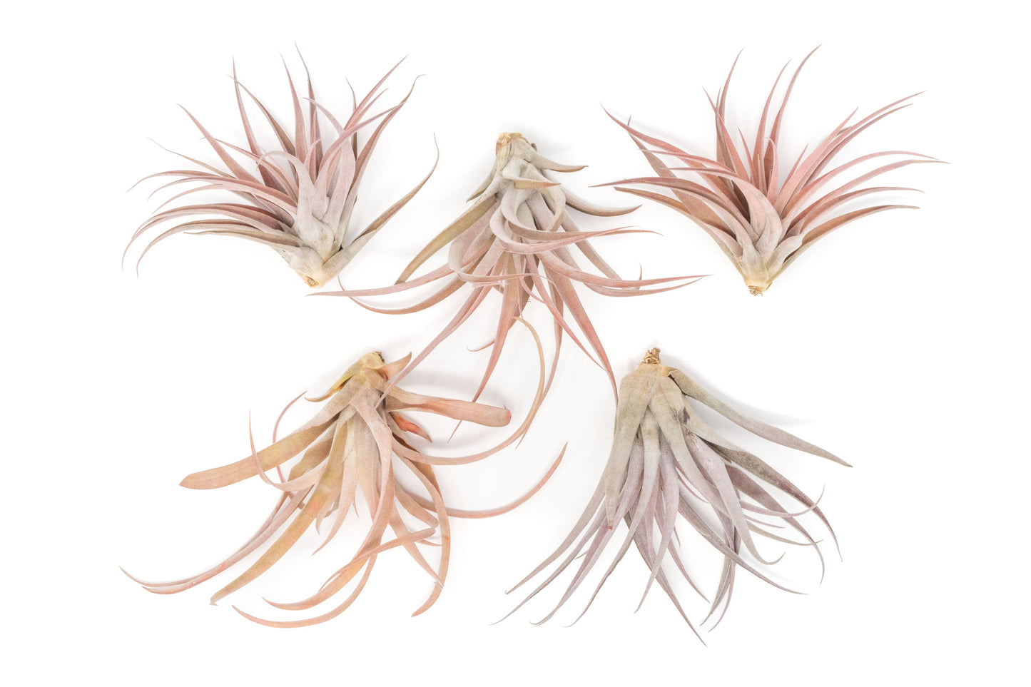 SALE - Large Tillandsia Capitata Peach - Set of 5, 10, or 20 Air Plants
