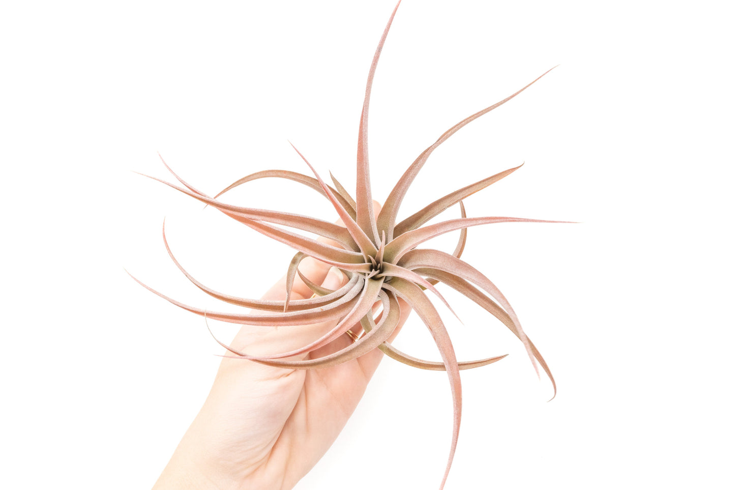 SALE - Large Tillandsia Capitata Peach - Set of 5, 10, or 20 Air Plants