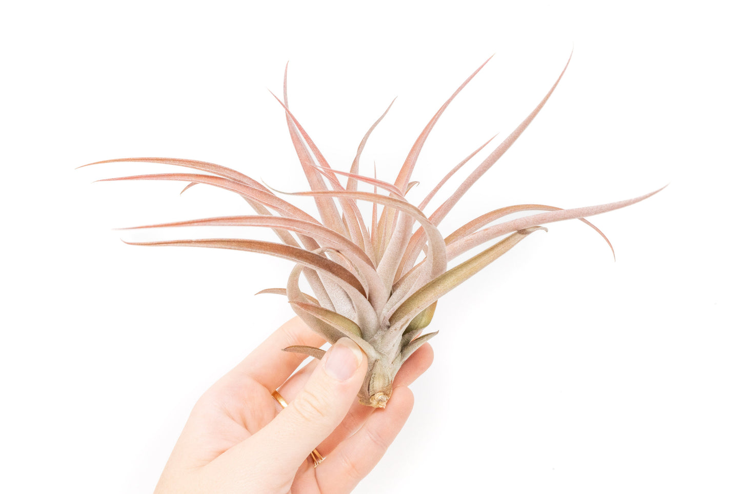 SALE - Large Tillandsia Capitata Peach - Set of 5, 10, or 20 Air Plants