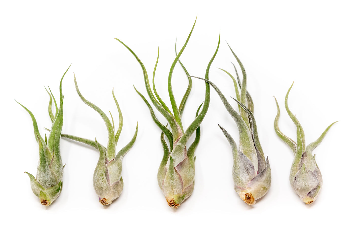 SALE - Tillandsia Caput Medusae Air Plants - Set of 10 or 20