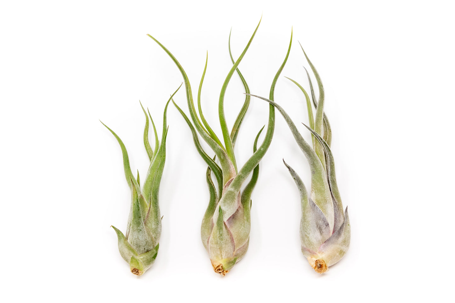 SALE - The Wild Things Collection of Tillandsia Air Plants - Set of 9 or 18 Air