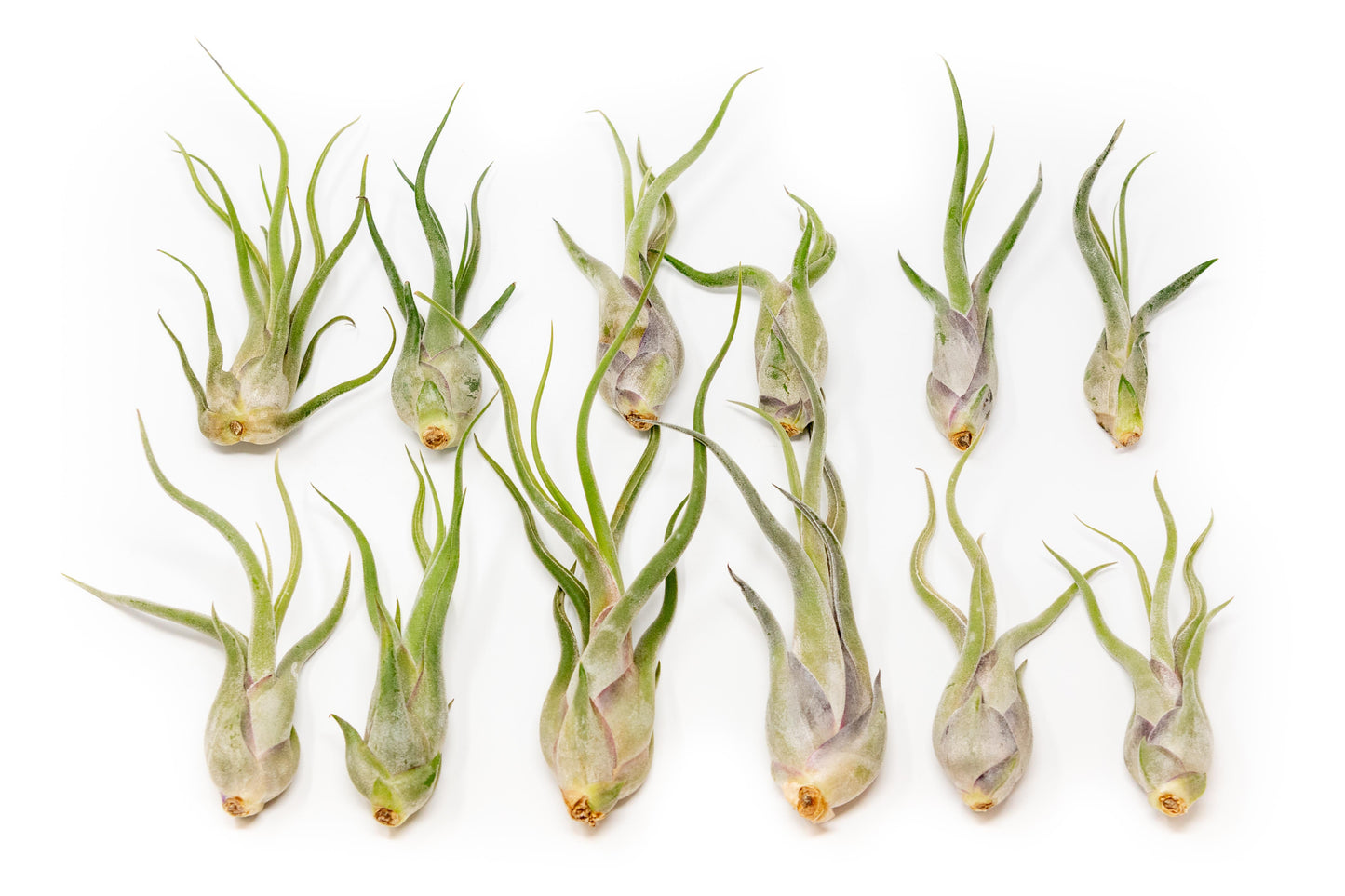 SALE - Tillandsia Caput Medusae Air Plants - Set of 10 or 20