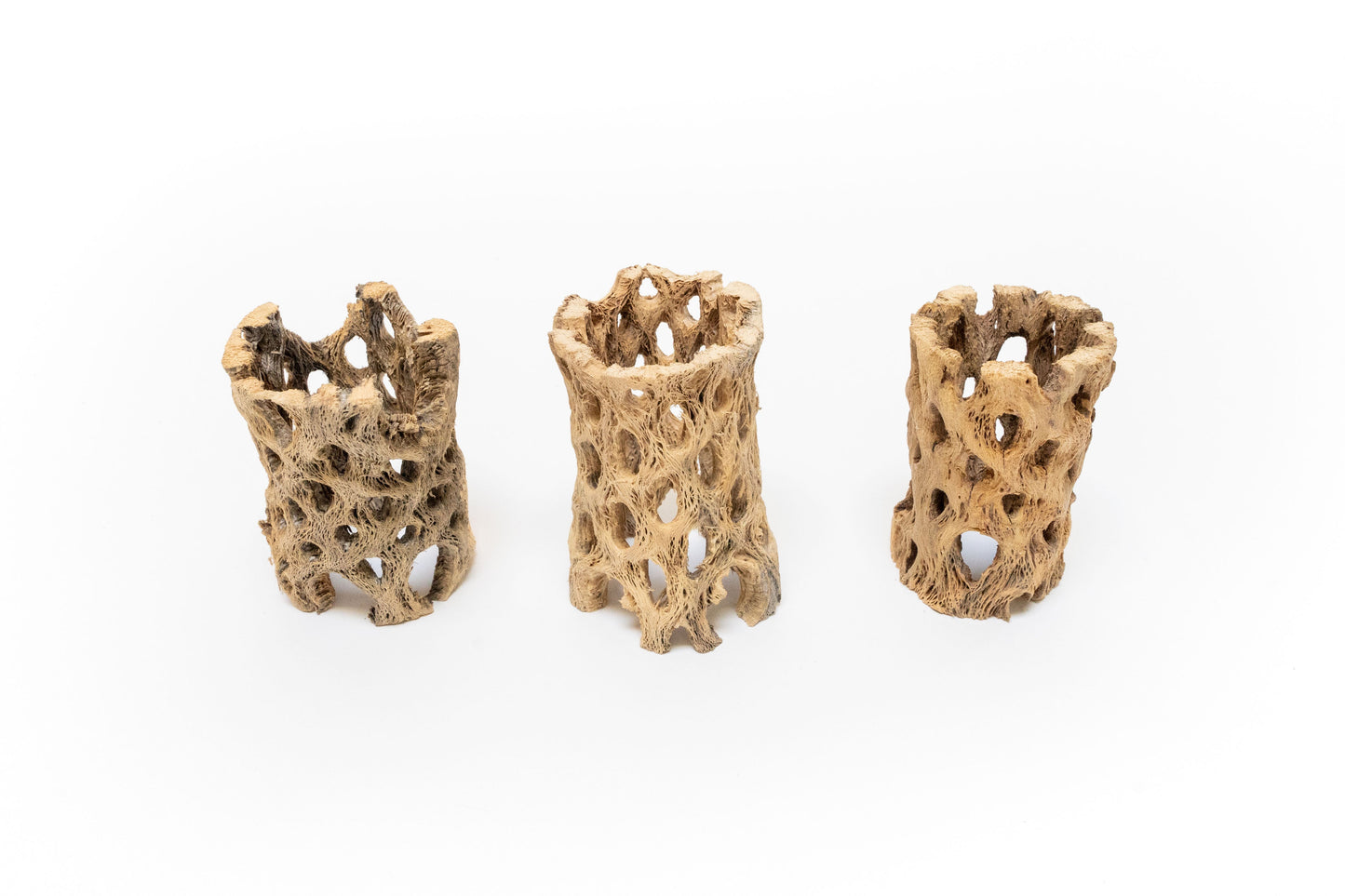 SALE - Natural Cholla Wood Containers with Assorted Tillandsia Air Plants - Set of 3
