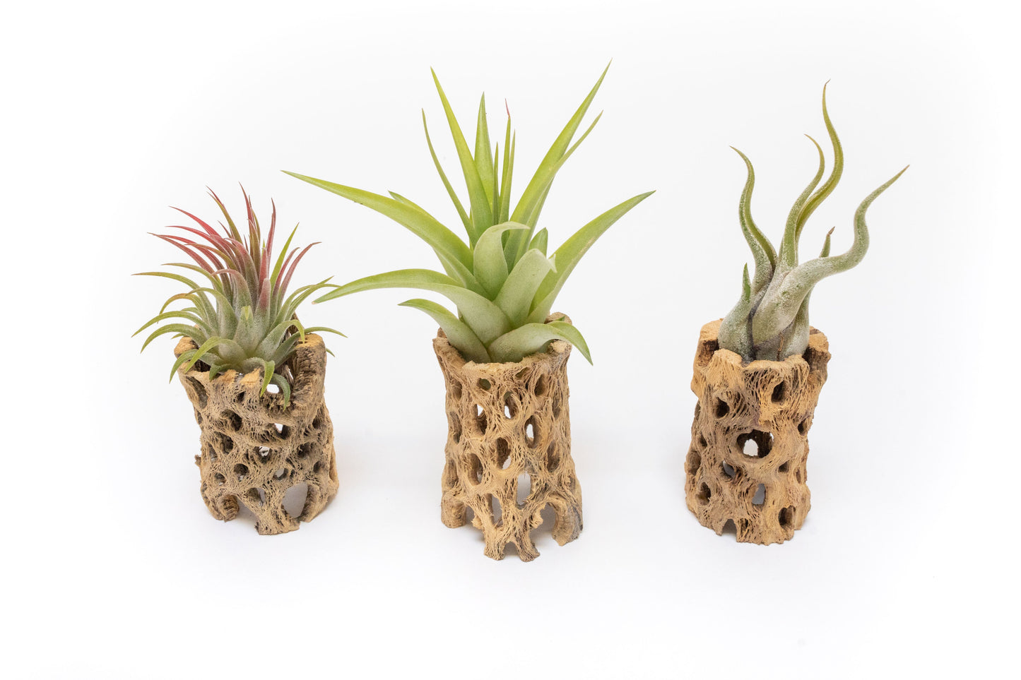 SALE - Natural Cholla Wood Containers with Assorted Tillandsia Air Plants - Set of 3