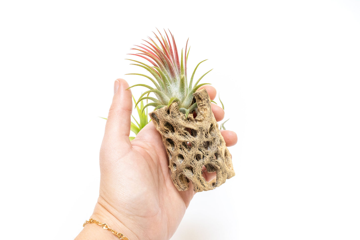 SALE - Natural Cholla Wood Containers with Assorted Tillandsia Air Plants - Set of 3