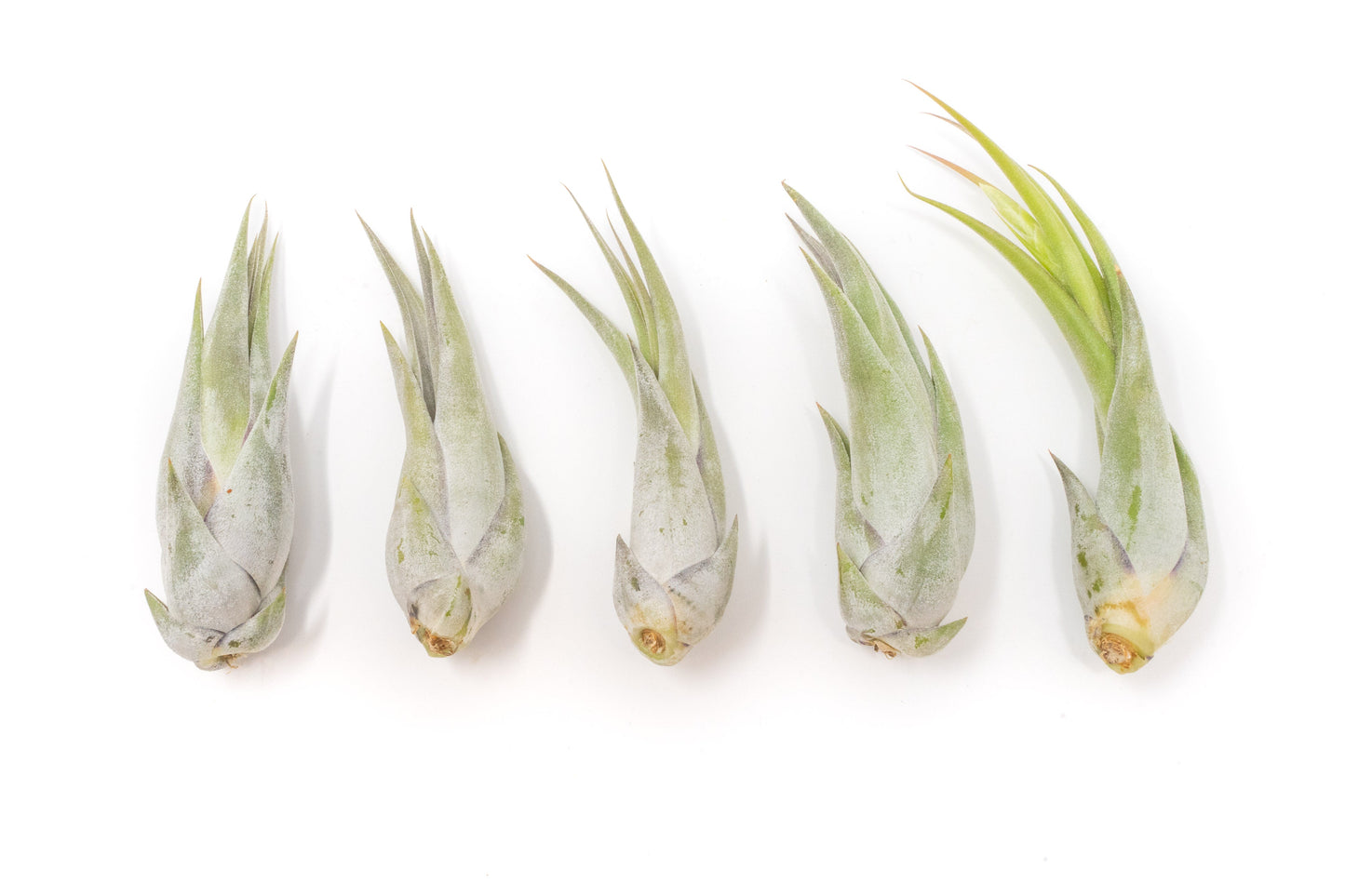 SALE - Tillandsia Circinata 'Paucifolia' Air Plants - Set of 10, 20, or 30