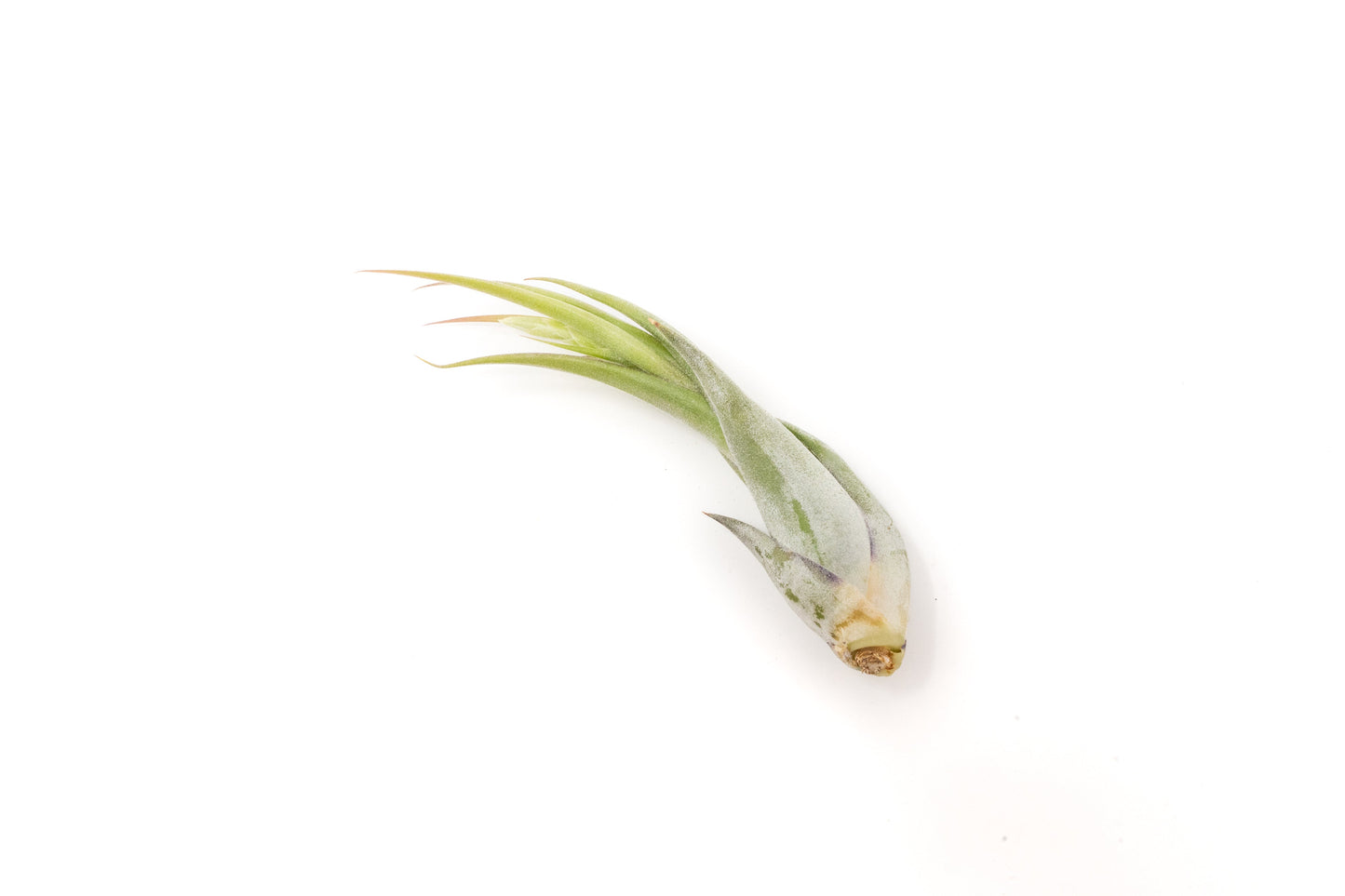 SALE - Tillandsia Circinata 'Paucifolia' Air Plants - Set of 10, 20, or 30