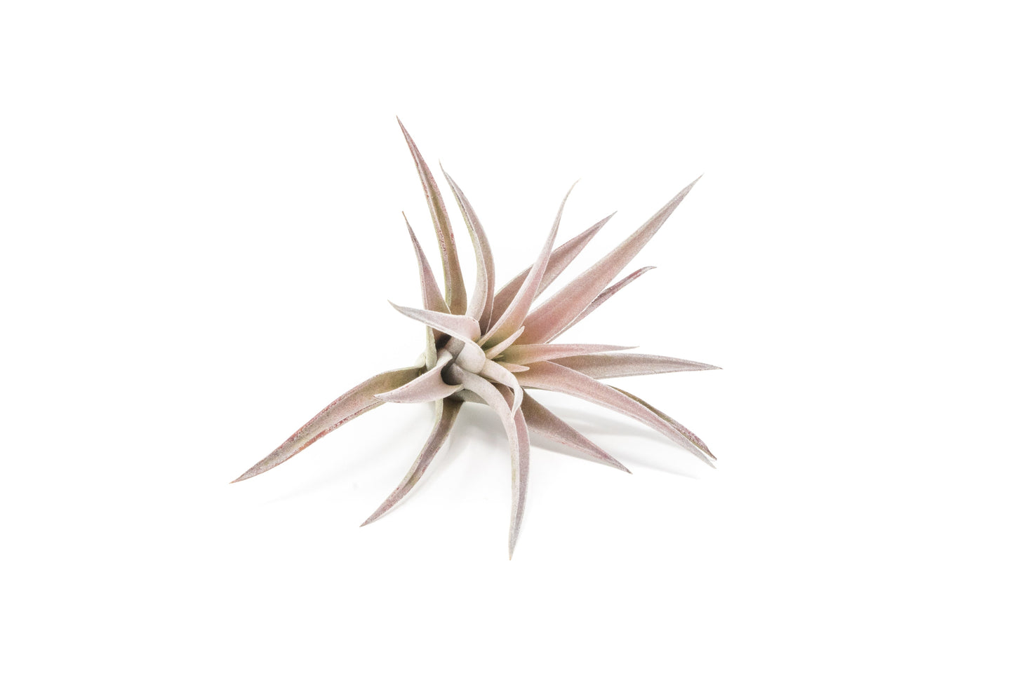 SALE - The Elegant Collection of Tillandsia Air Plants - Set of 10, 20, or 30