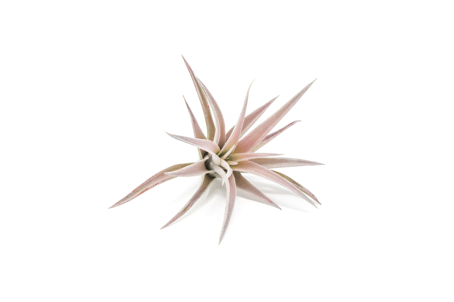SALE - Tillandsia Harrisii Air Plants - Set of 10, 15, or 20