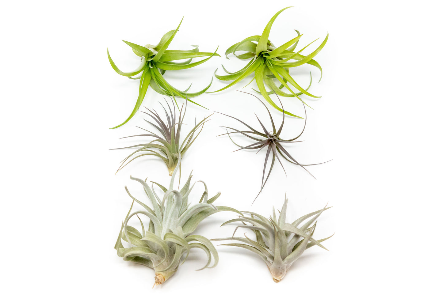 SALE - The Inca Collection of Tillandsia Air Plants - Sets of 9 or 18