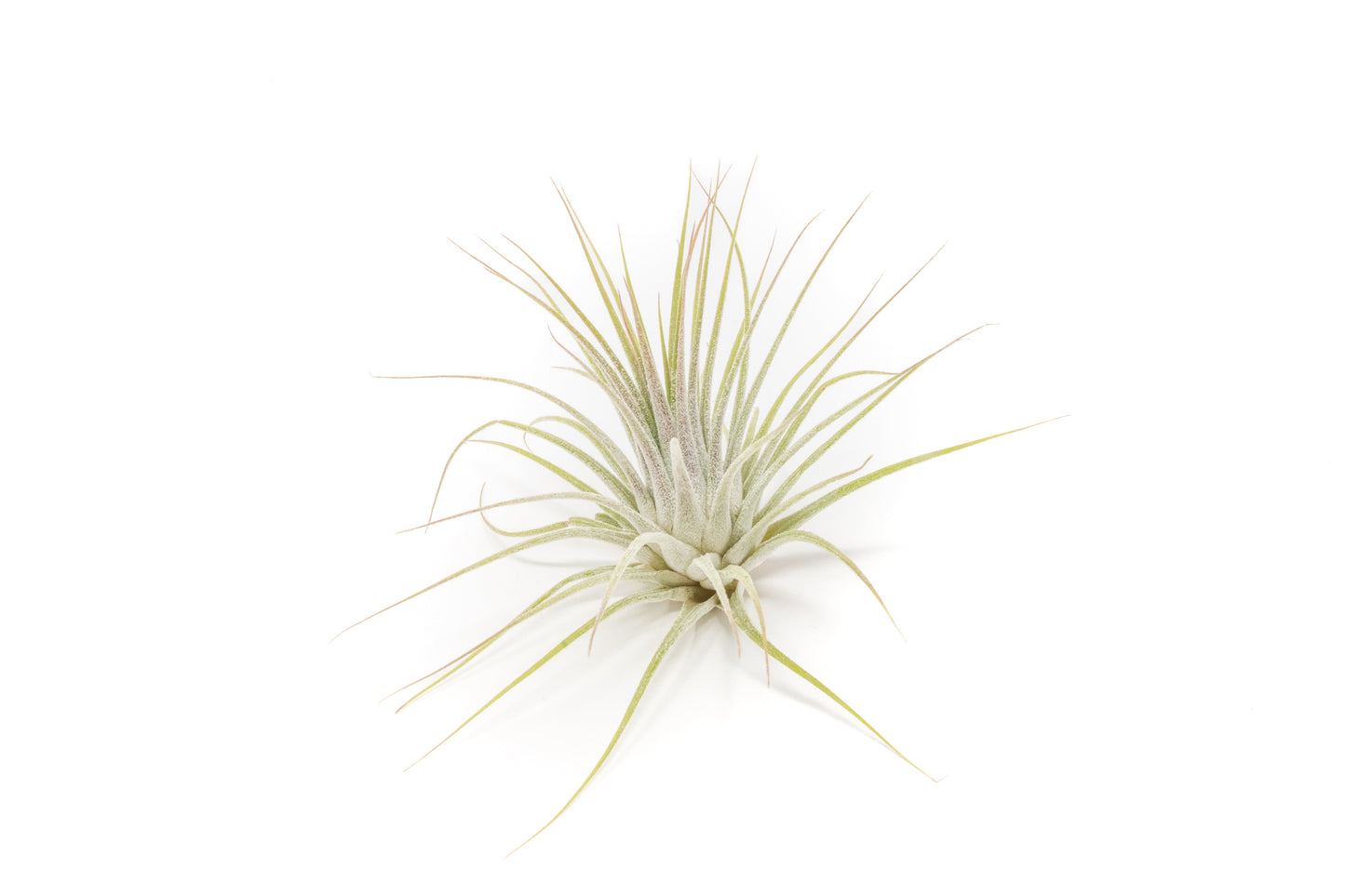 SALE - Tillandsia Ionantha Guatemala Air Plants - Set of 10, 20 or 50 Air Plants