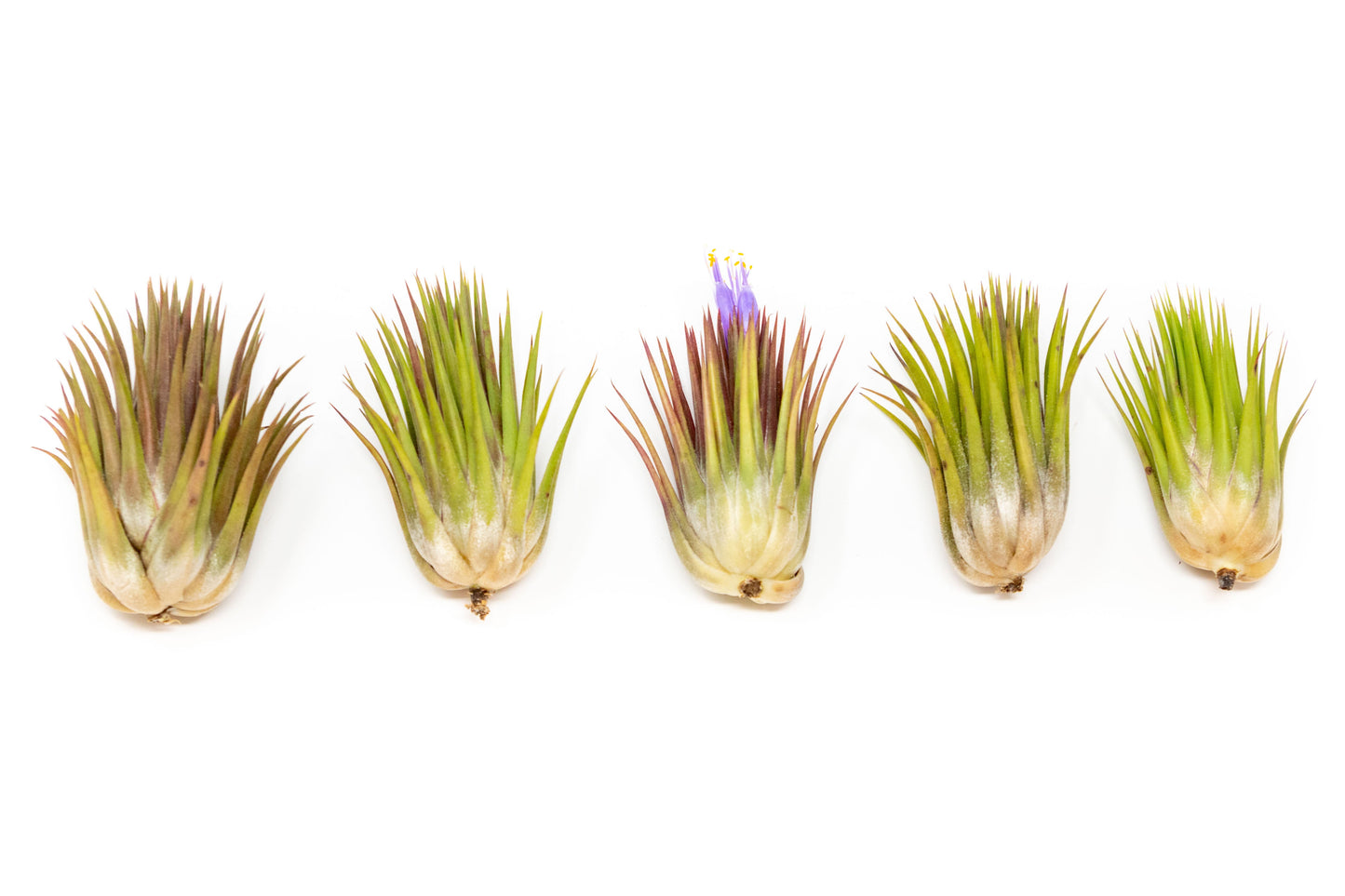 SALE - Tillandsia Ionantha Guatemala "Macho" Air Plants - Set of 5 or 10