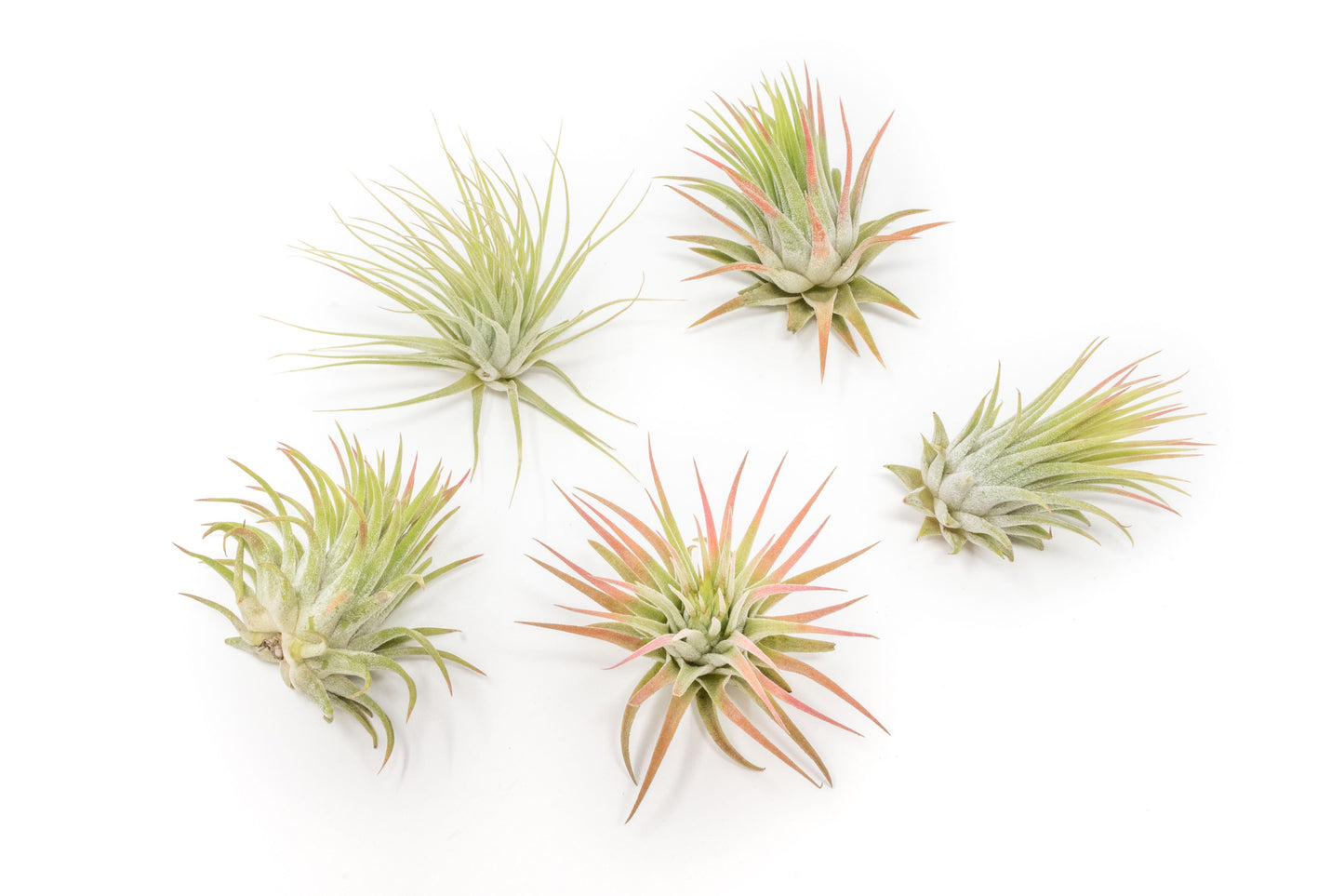 SALE - Tillandsia Ionantha Rubra Air Plants - Set of 10 or 20