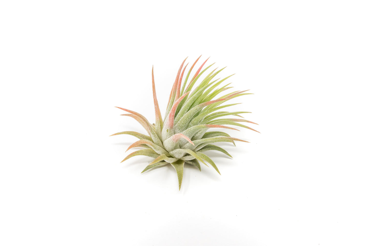 SALE - Tillandsia Ionantha Rubra Air Plants - Set of 10 or 20