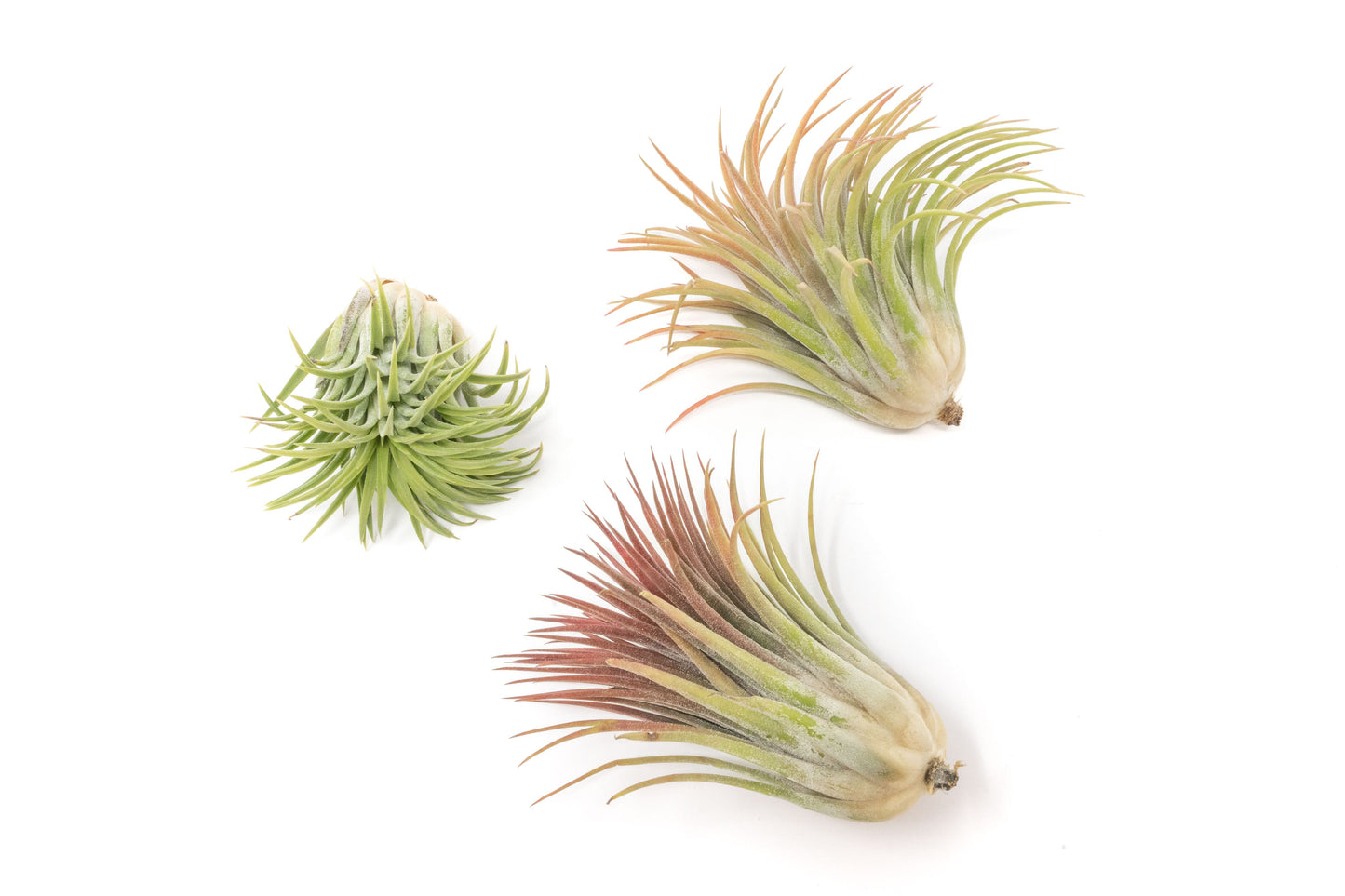 SALE - Large Tillandsia Ionantha Rubra Air Plants - Set of 10 or 20