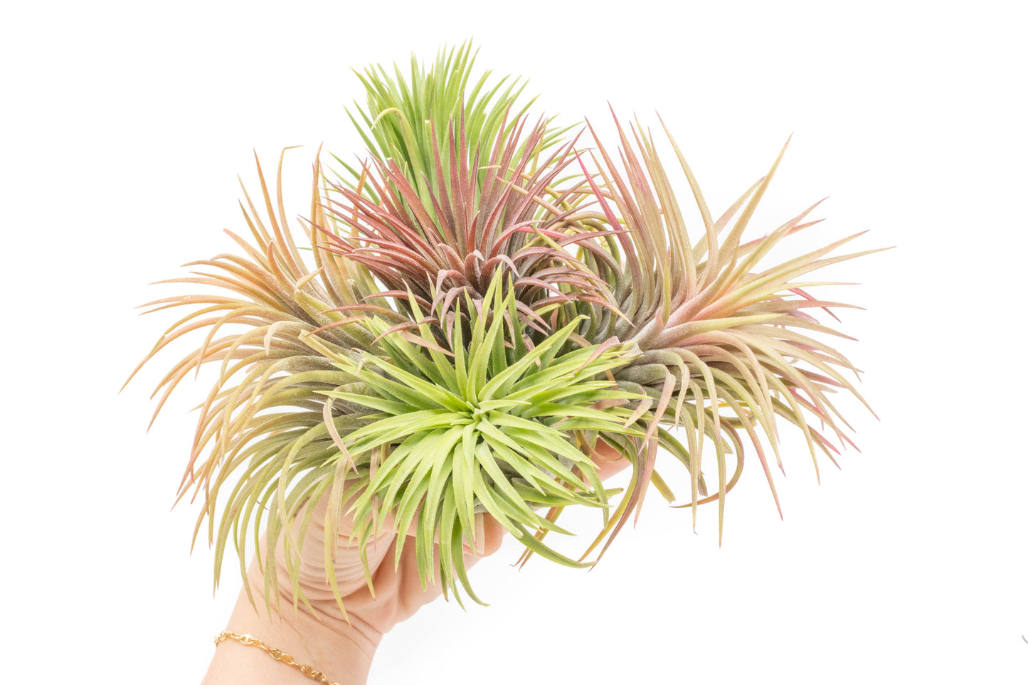 SALE - XL Tillandsia Ionantha Rubra Air Plants - Set of 10 or 20