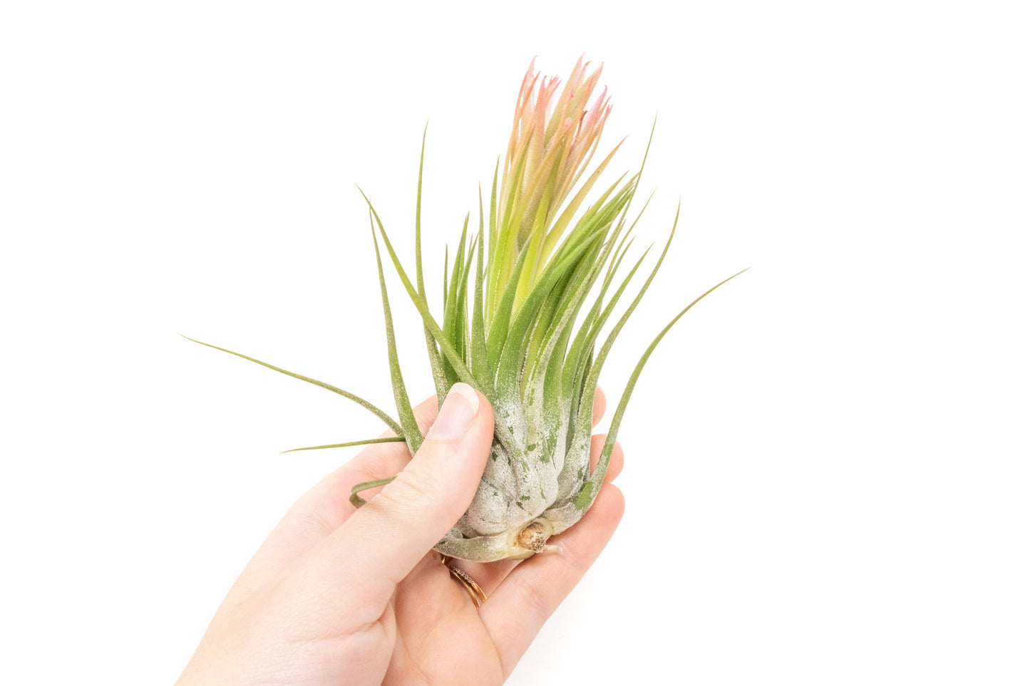 SALE - XL Tillandsia Ionantha Scaposa - Set of 5 or 10