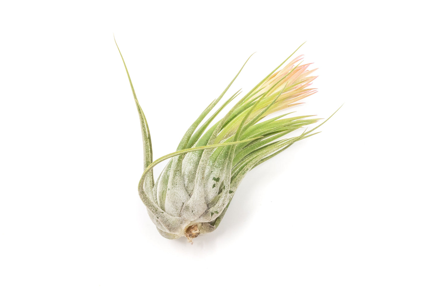 SALE - XL Tillandsia Ionantha Scaposa - Set of 5 or 10