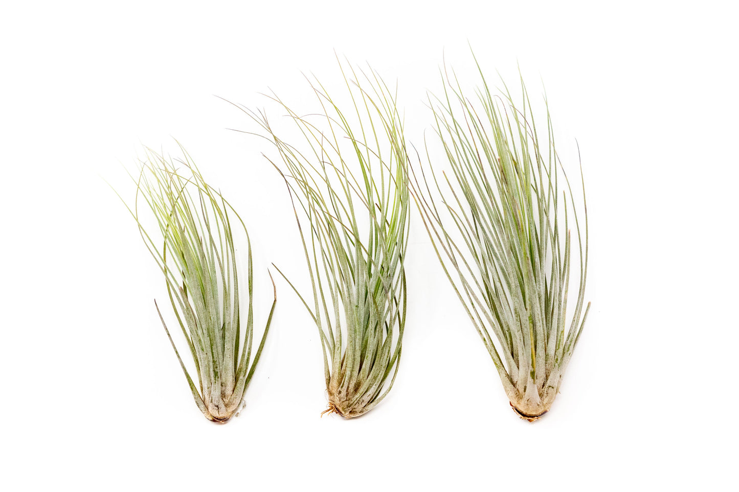 SALE - Large Tillandsia Juncea - Set of 10, 15 or 20 Air Plants