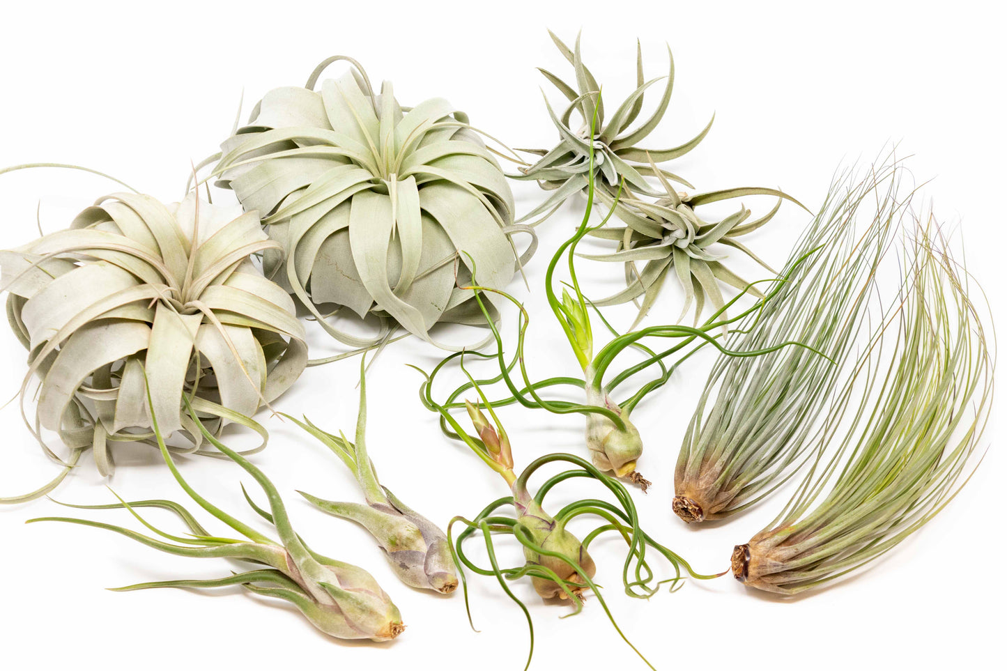 SALE - Large Tillandsia Air Plant Variety - Set of 10, 15, or 20