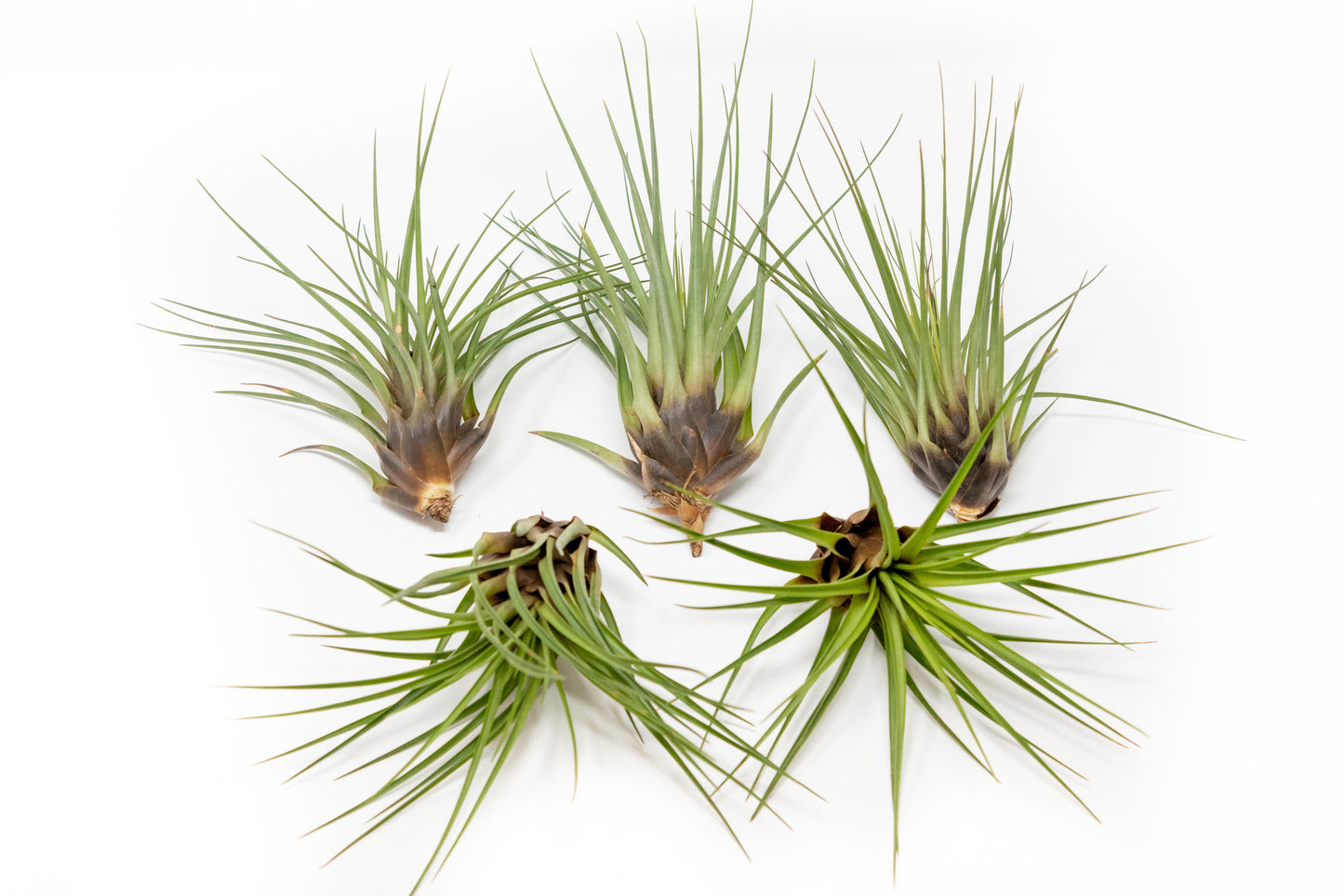 SALE - Tillandsia Melanocrater Tricolor Air Plants - Set of 10, 20 or 30